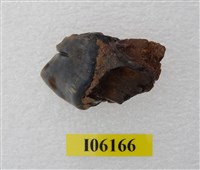 藏品(老虎齒)的圖片